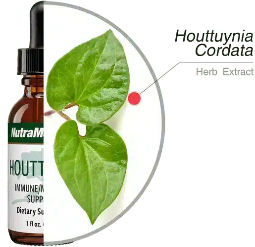 Houttuynia-30ml-Nutramedix-4.webp