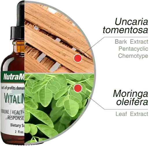 Vital_NutraMedix_ingredients.png.webp