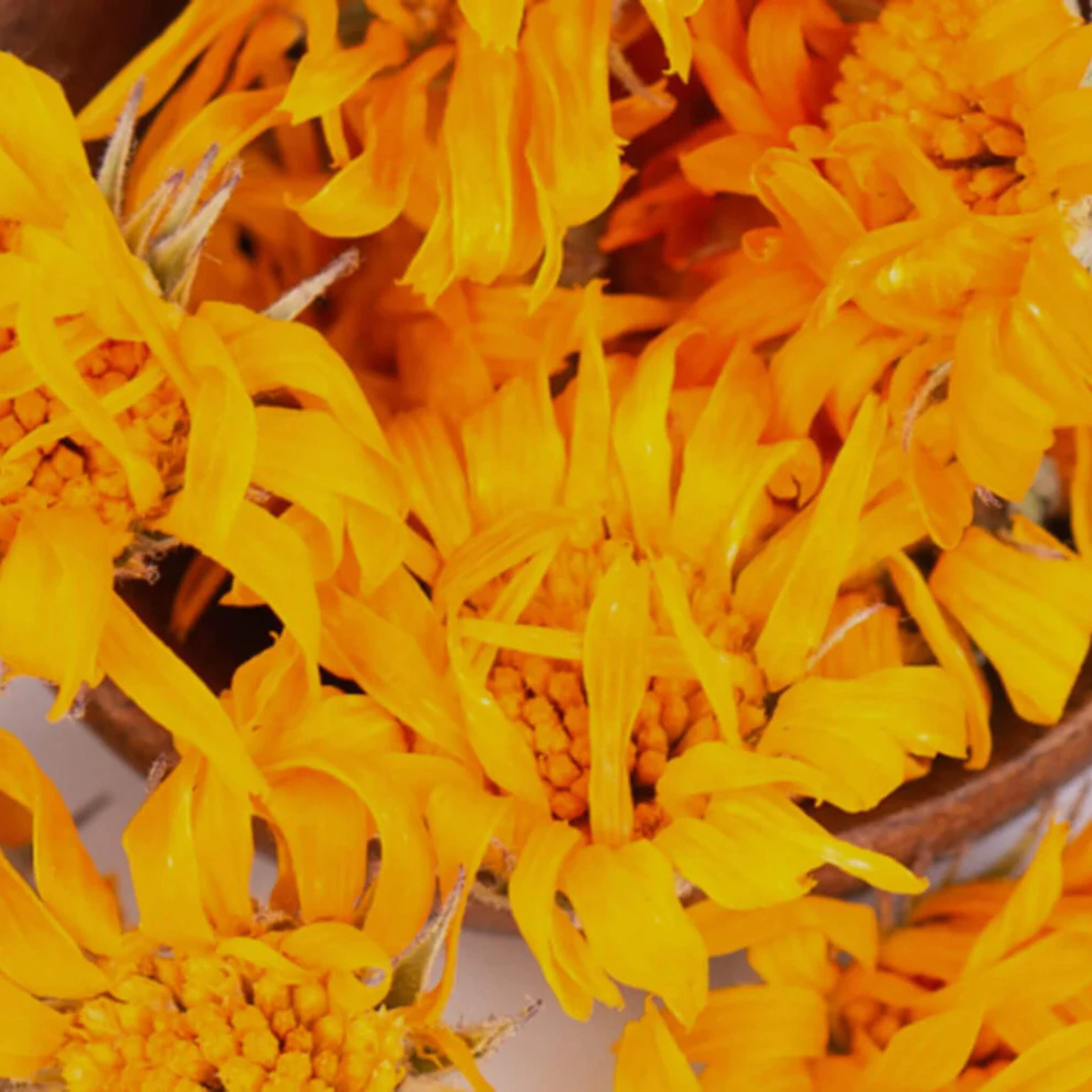 Óleo de Calêndula Bio 100ml – Sowé