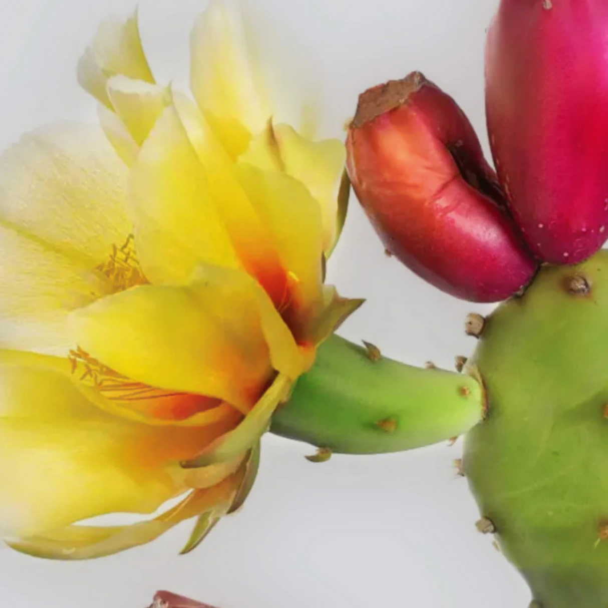 Organic Prickly Pear Oil 30ml – Sowé