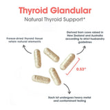 Thyroid Natural Glandular 100vcap - Allergy Research