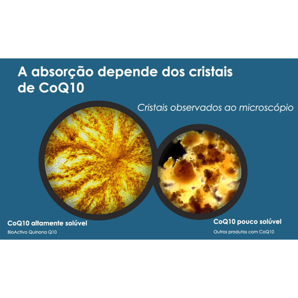 BioActivo Quinona Q10 30mg 60cap - Pharma Nord