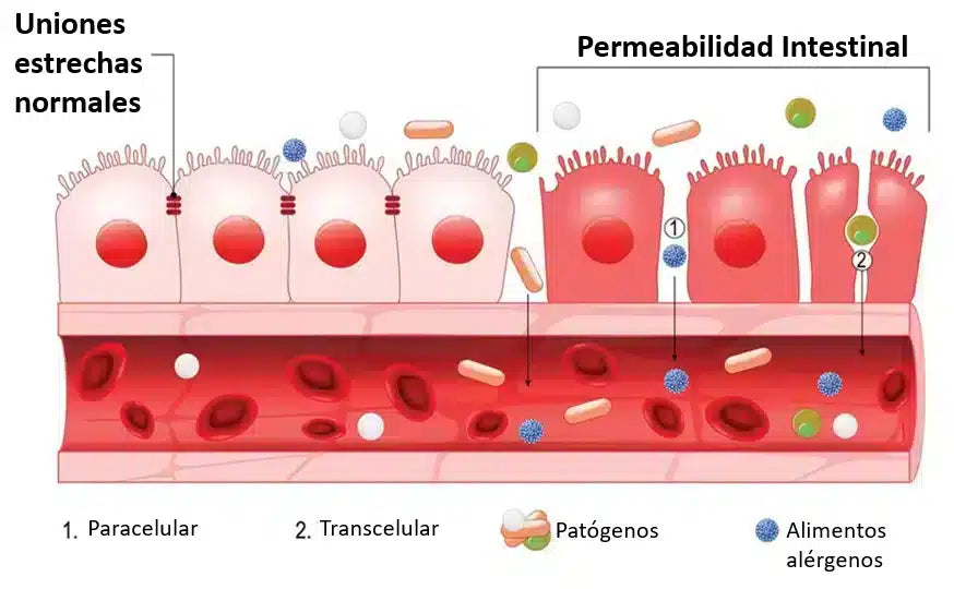 Permeabilidad-Nenufar-intestinal.webp